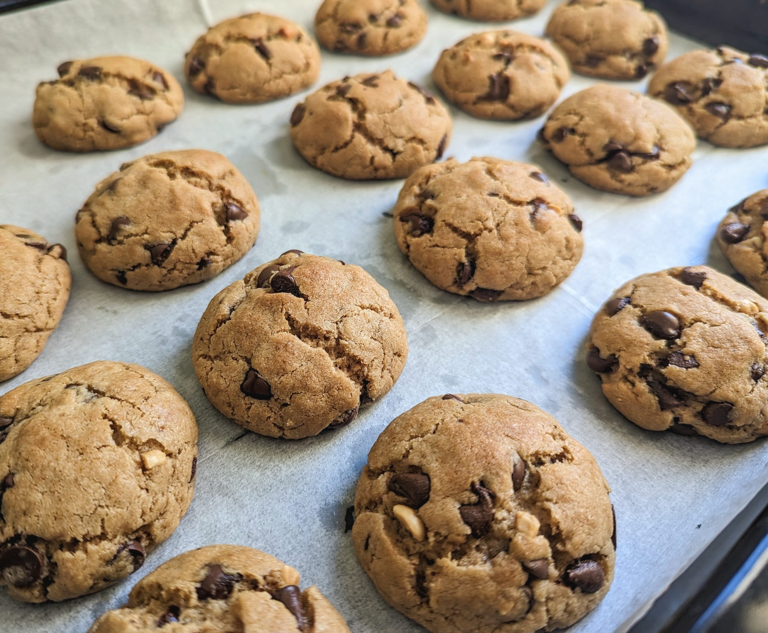 Golden peanut butter chocolate chip cookies fresh from the oven on a parchment-lined tray, angle view