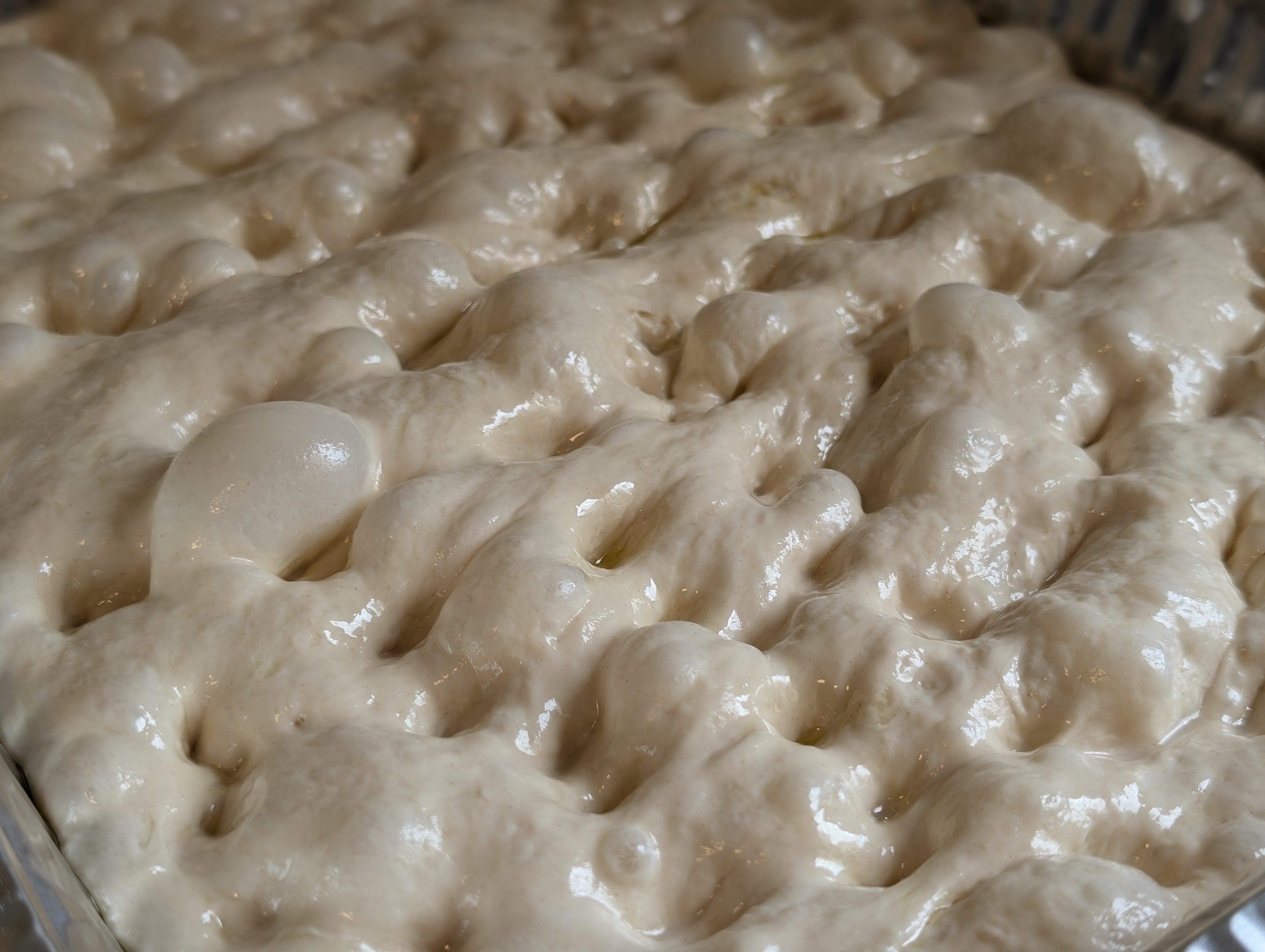 Wet proofed no knead focaccia dough in a baking pan after dimpling, with olive oil pooled in the deep finger holes across the surface